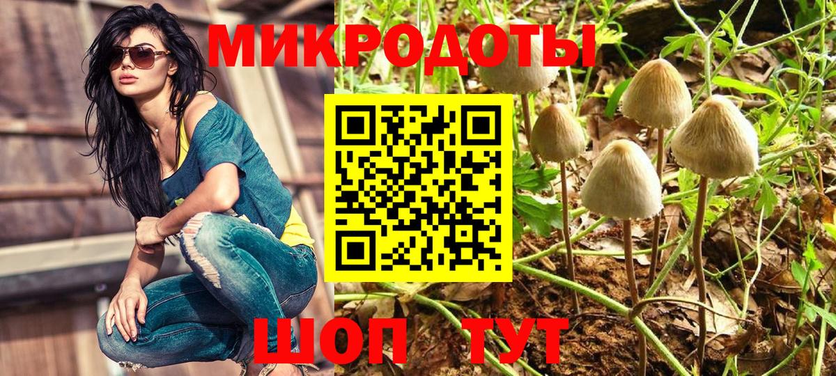 Галлюциногенные грибы Psilocybe Новомосковск